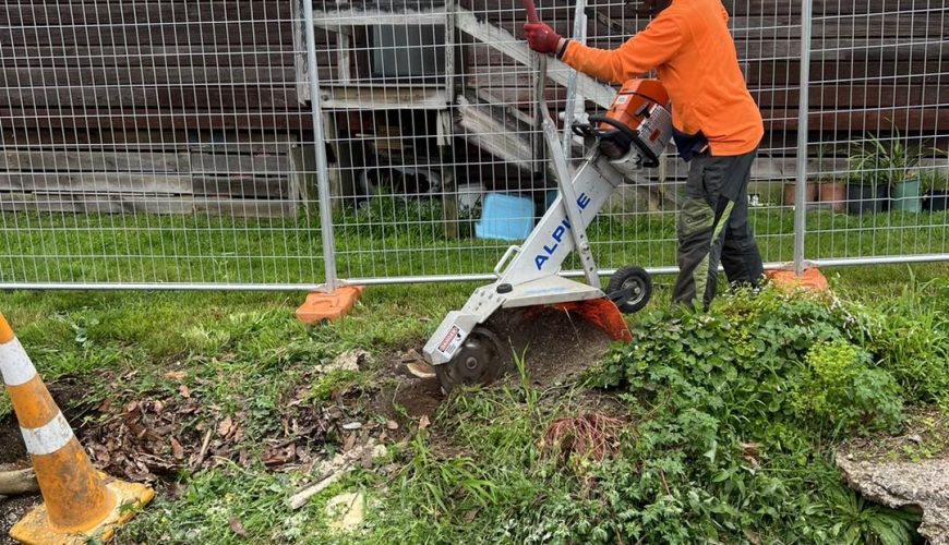 Professional tree removal Grey Lynn with safe cutting and debris removal