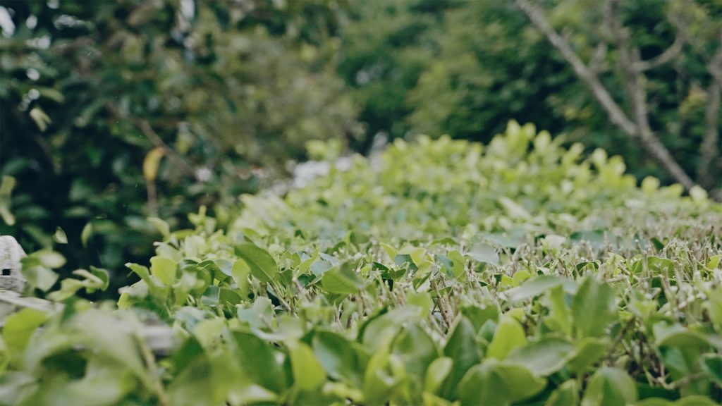 Garden Maintenance Auckland