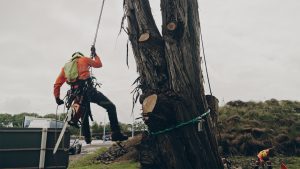 Best Arborist Auckland