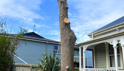 Emergency tree removal Remuera clearing fallen tree safely