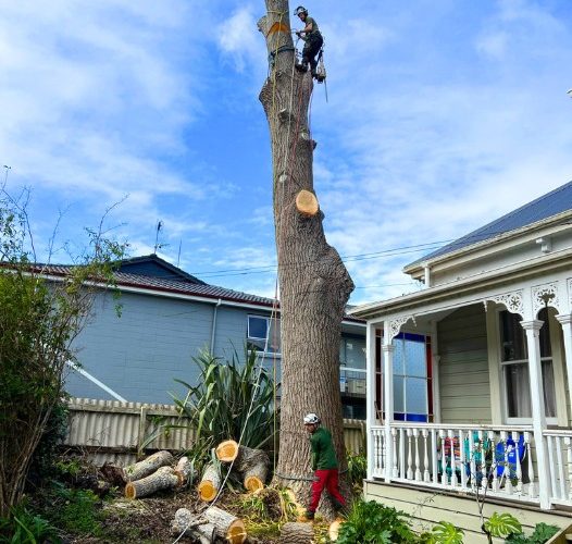 Emergency tree removal Remuera clearing fallen tree safely