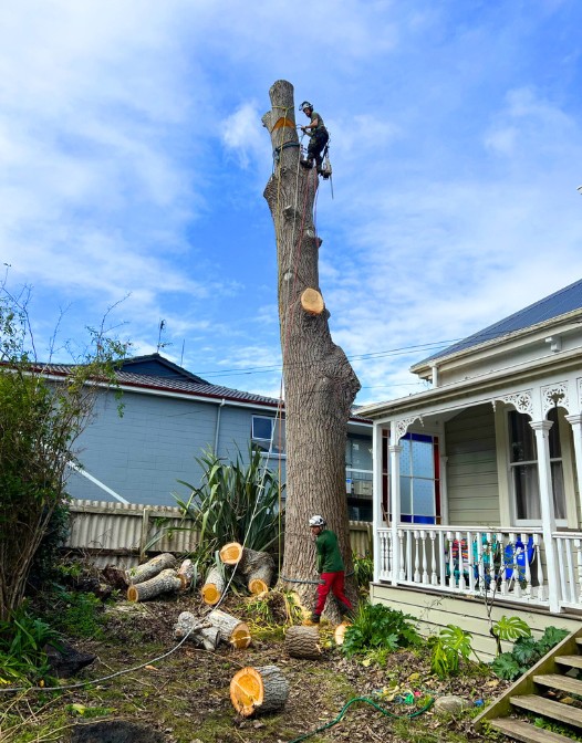 Emergency tree removal Remuera clearing fallen tree safely