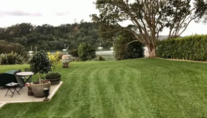 Arborist services Remuera providing professional tree care and maintenance