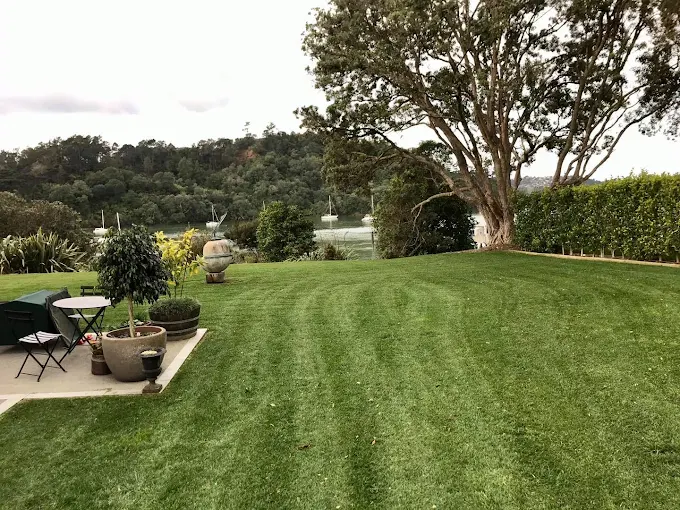 Arborist services Remuera providing professional tree care and maintenance