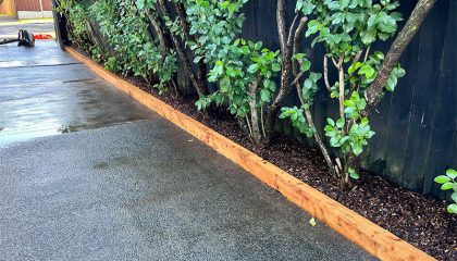 Best arborists Remuera providing professional tree care services