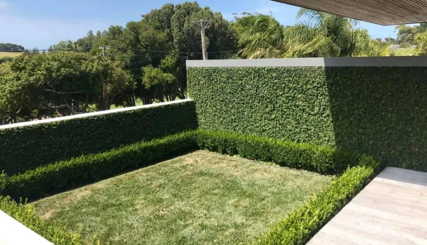 Tree cutting service Remuera trimming large tree branches safely