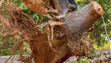 Tree trimming services Remuera maintaining healthy trees and branches