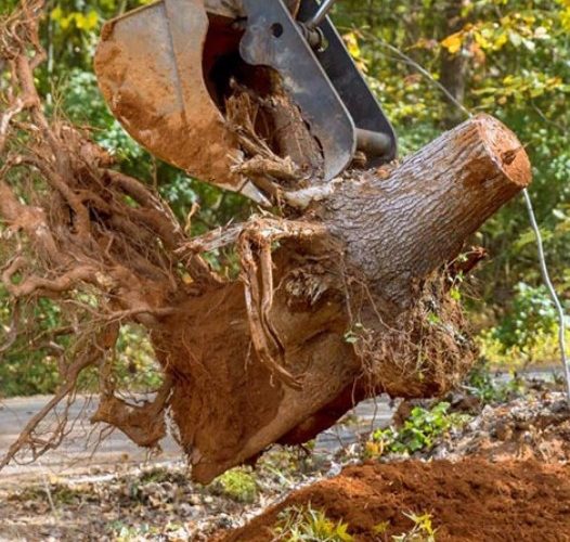 Tree trimming services Remuera maintaining healthy trees and branches