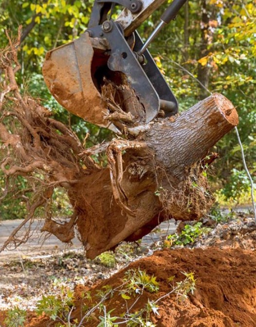 Tree trimming services Remuera maintaining healthy trees and branches