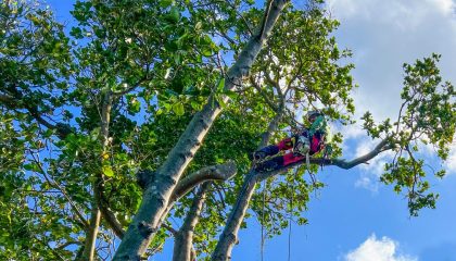 Tree removal services Remuera safely removing large trees near property