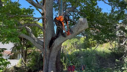 Tree cutting Remuera service trimming large tree branches safely