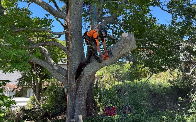 Tree cutting Remuera service trimming large tree branches safely