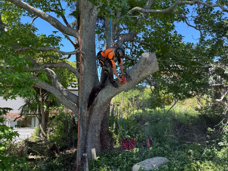 Tree cutting Remuera service trimming large tree branches safely