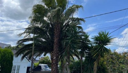 Arborists Remuera providing professional tree care services