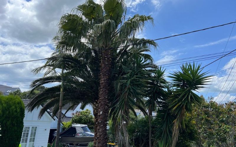 Arborists Remuera providing professional tree care services