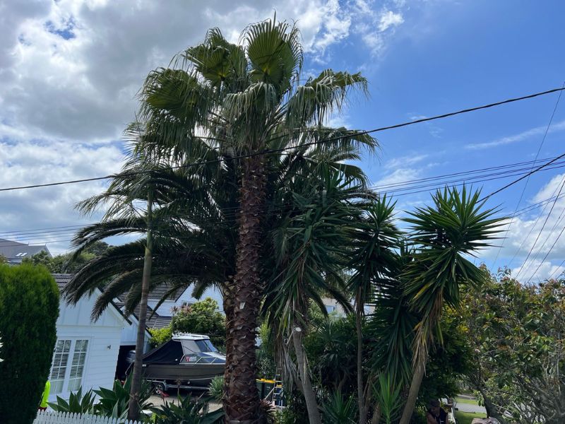 Arborists Remuera providing professional tree care services