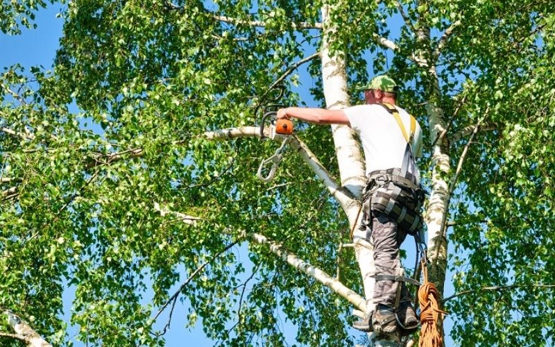 Tree trimming Remuera service maintaining healthy trees