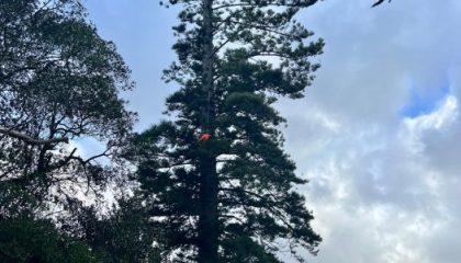 Professional palm tree care services in West Auckland by Masterscape NZ