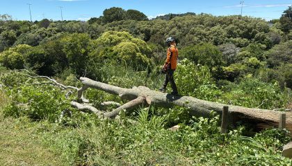 Tree maintenance Remuera service keeping trees healthy and well-trimmed