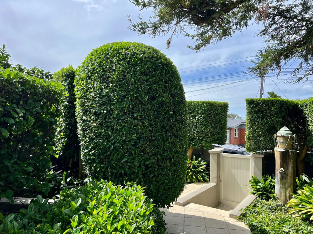 Tree cutting Remuera service safely trimming large tree branches
