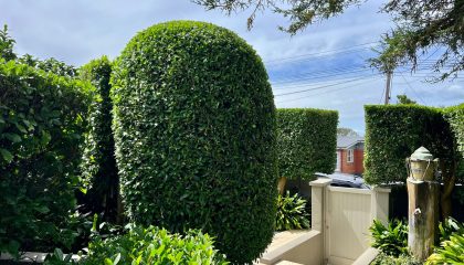 Tree cutting Remuera service safely trimming large tree branches