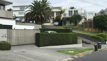 Arborist tree removal Remuera safely removing large tree near home