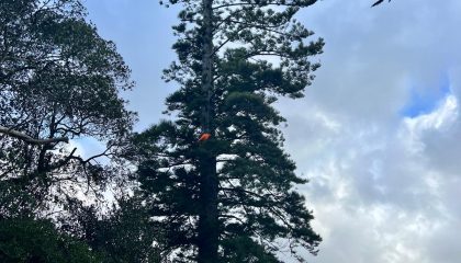 Gardening and landscaping Grey Lynn with neat lawn and designed garden