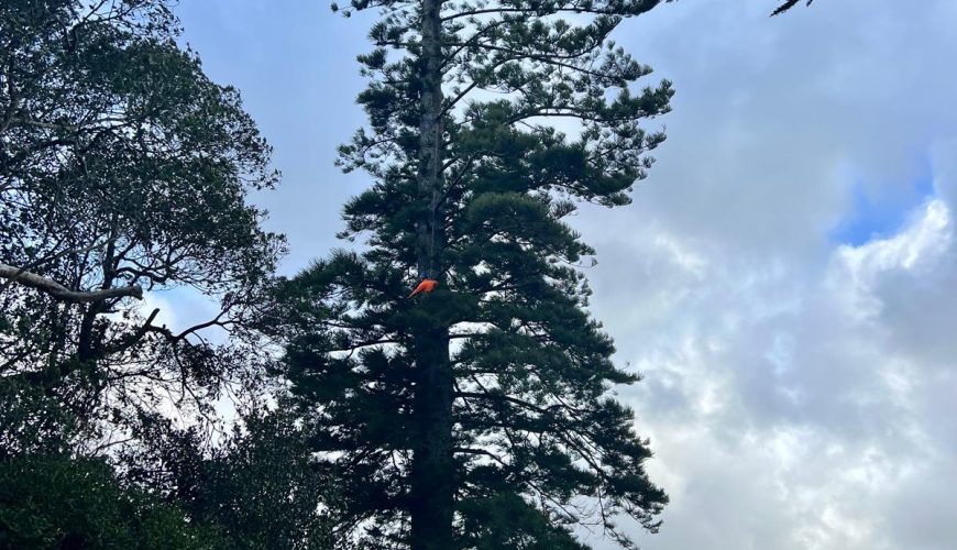 Gardening and landscaping Grey Lynn with neat lawn and designed garden