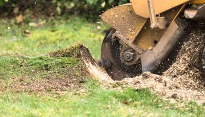 Professional tree removal service in Remuera by Masterscape NZ