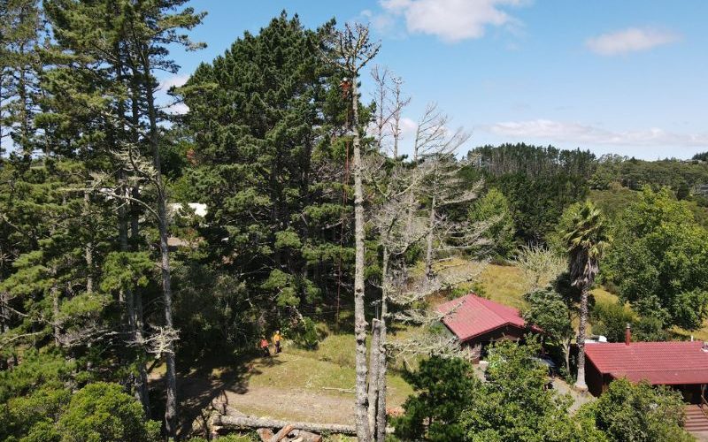 Commercial garden maintenance Grey Lynn with clean lawns and trimmed hedges