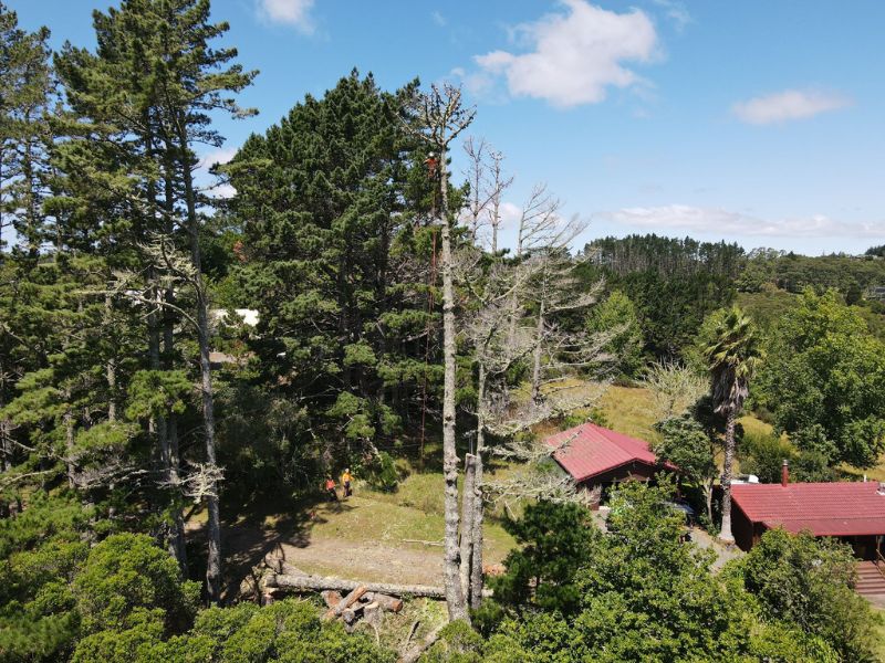 Commercial garden maintenance Grey Lynn with clean lawns and trimmed hedges