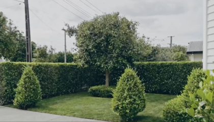 Best tree removal Remuera with clean garden landscaping