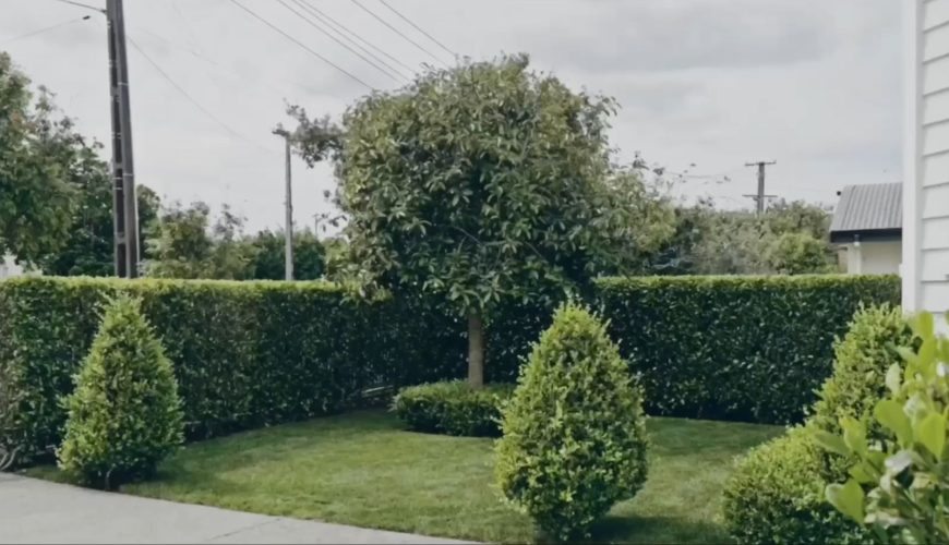 Best tree removal Remuera with clean garden landscaping