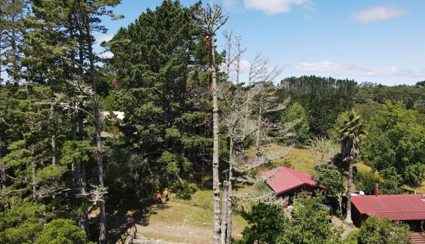 Local tree removal Remuera service removing tall trees near property